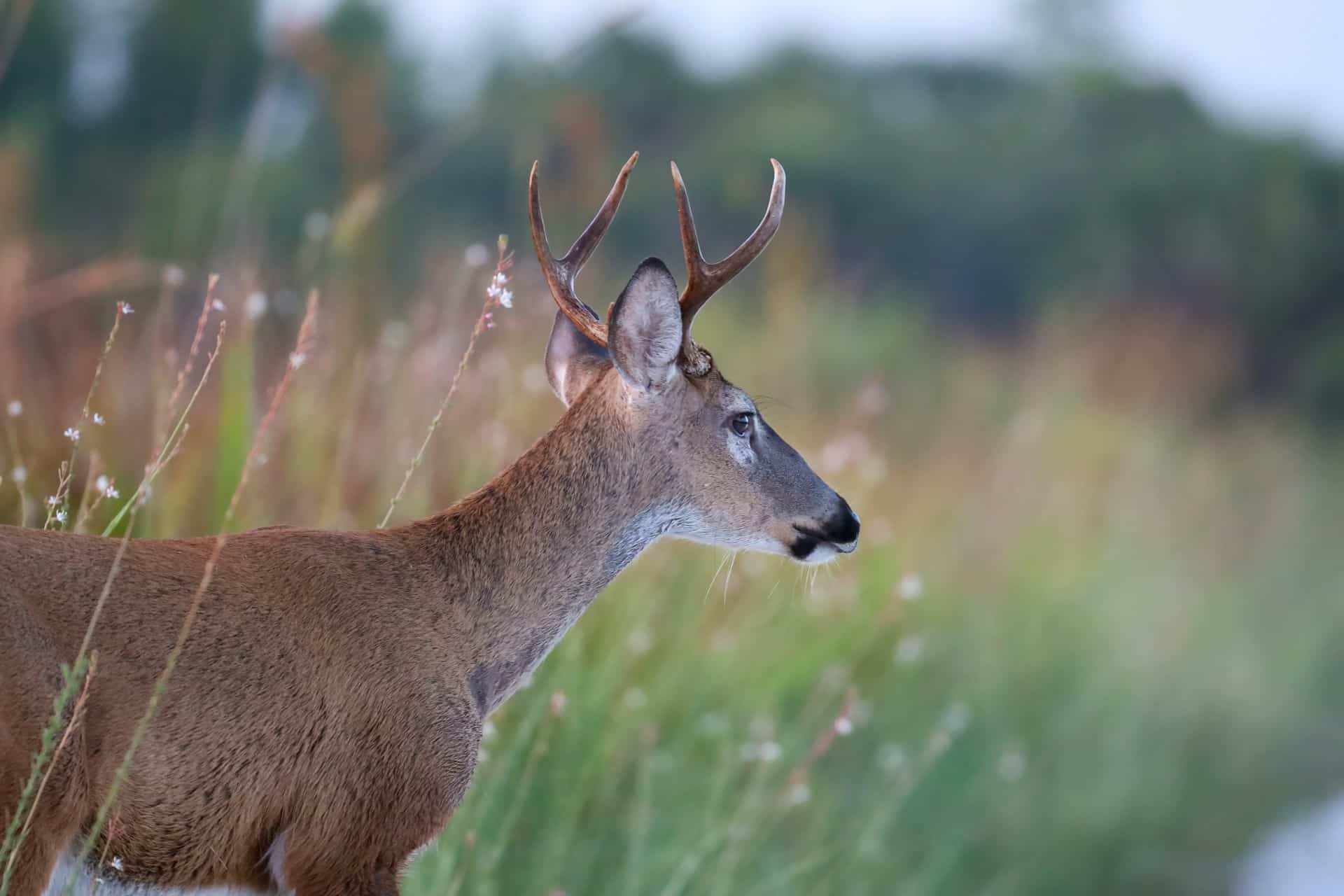 White tailed deer