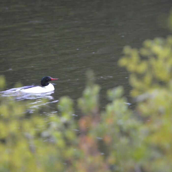 Photo nature Pourvoirie Tisonagan Pourvoirie Lac de L'Indienne (16) Squaw Lake Outfitter